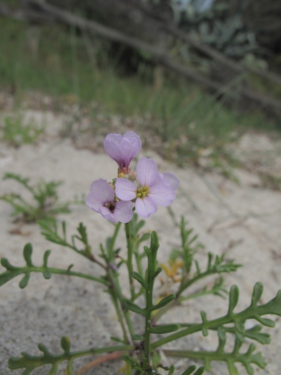 Cakile maritima